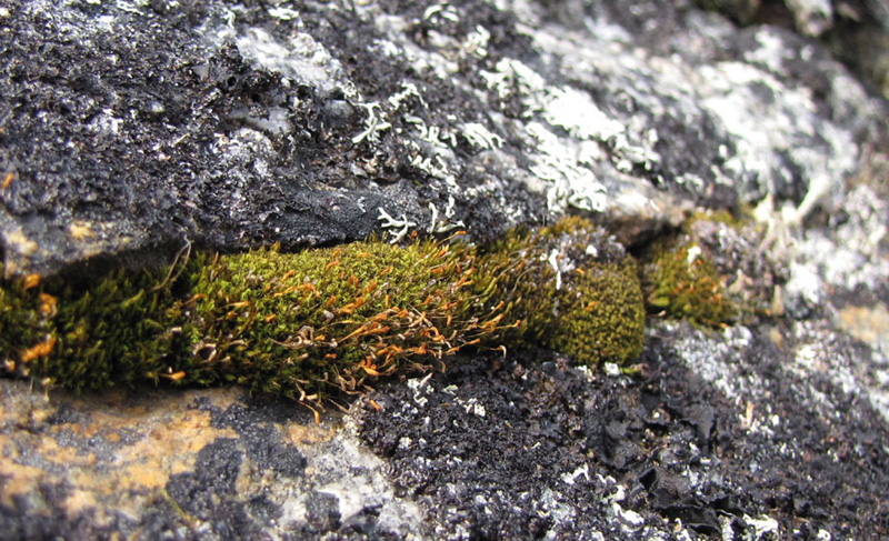 Cynodontium polycarpon